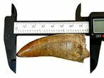 Pristine, Serrated Tyrannosaurus (Trex) Tooth - Montana #297612-2